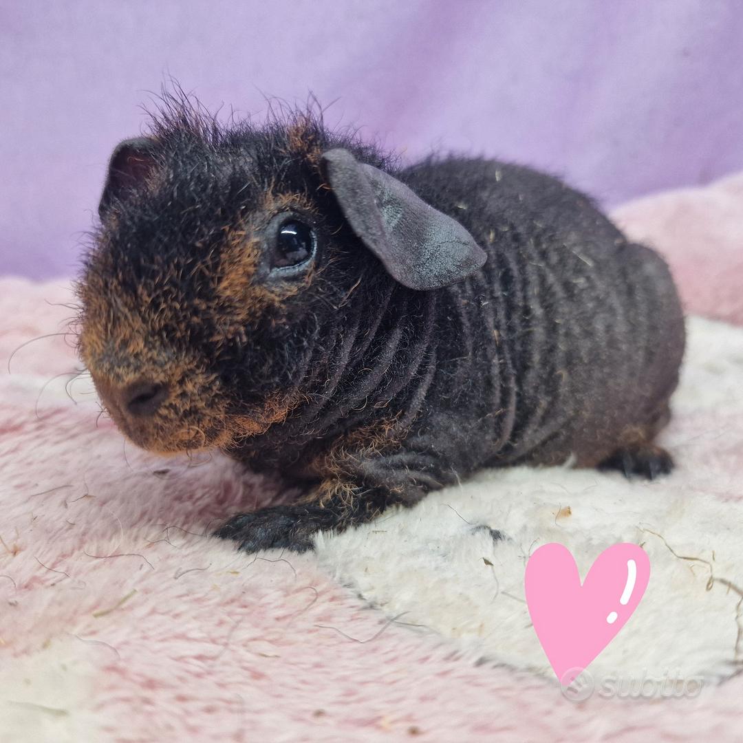 Femmina cavia skinny - Animali In vendita a Roma