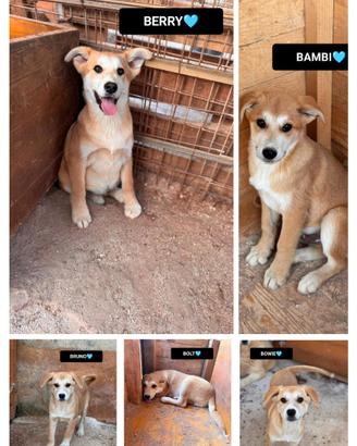 Berry bambi bruno bowie e bolt