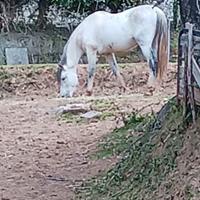 Cavallo PRE