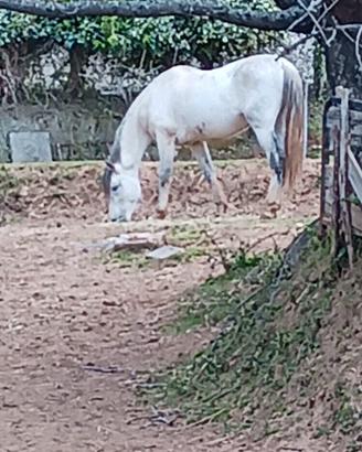 Cavallo PRE