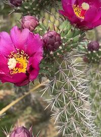 Cylindropuntia imbricata