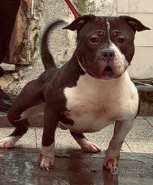 American bully