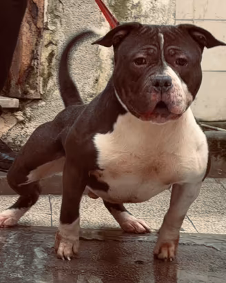 American bully