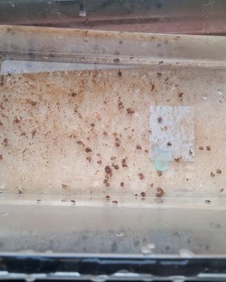 Vend0/Scambi0 Lumache d'acqua dolce per Acquario/L