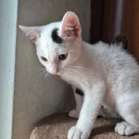 Pinky gattino 3 mesi