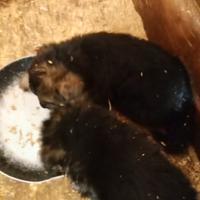 Femmina pastore tedesco