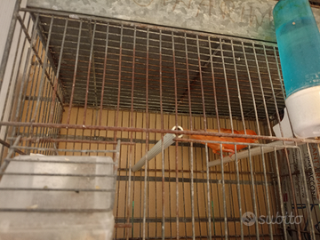 Canarina agata rossa