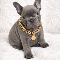 Bulldog francesi Blu