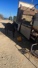 Pony