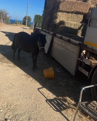 Pony