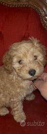 Cucciolo barboncino albicocca
