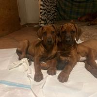 Cuccioli di Rhodesian-Ridgeback