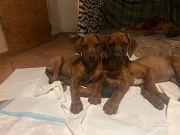 Cuccioli di Rhodesian-Ridgeback