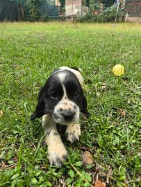 Cuccioli cocker