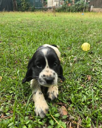 Cuccioli cocker