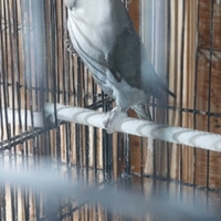 Inseparabile roseicollis maschio