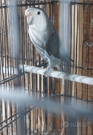 Inseparabile roseicollis maschio