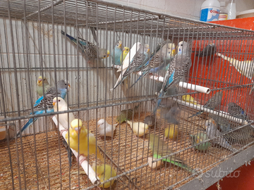 Animali uccelli cocorite