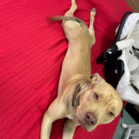 Pitbull