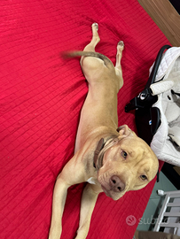 Pitbull
