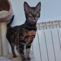 Gatto Bengala femmina