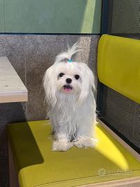 Maltese maschio