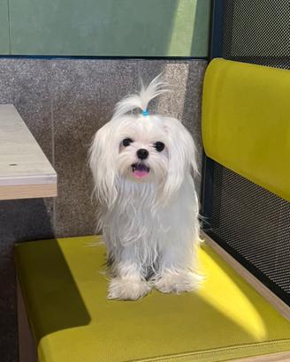 Maltese maschio