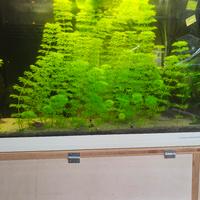 piante acquario dolce 