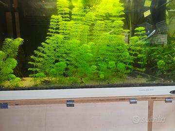 piante acquario dolce 