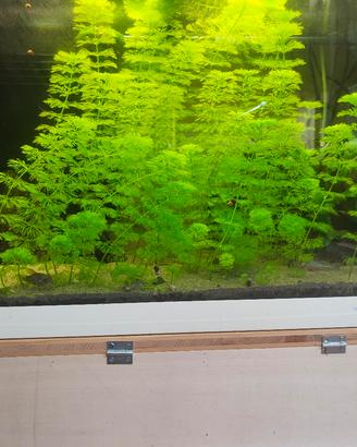 piante acquario dolce 