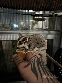 Petauri dello zucchero solo esperti