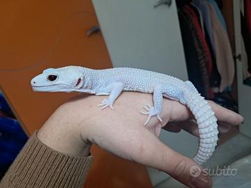 Geco Leopardino