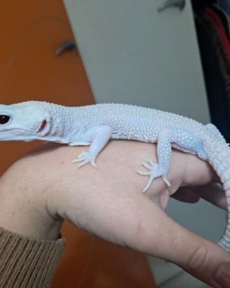 Geco Leopardino