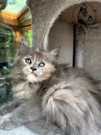Cucciola di razza Maine Coon con pedigree AFeF