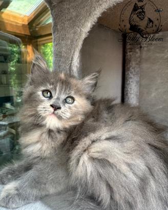 Cucciola di razza Maine Coon con pedigree AFeF