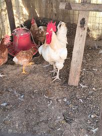 Gallo
