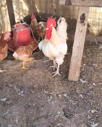 Gallo