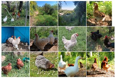 Galline ornamentali