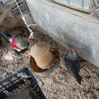 Galline