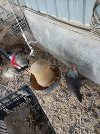Galline