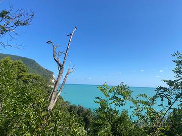 Impiegata / segretaria personale