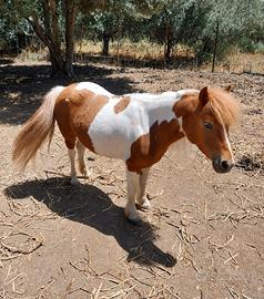 pony gravida