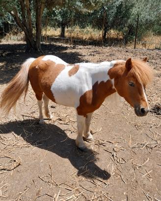 pony gravida