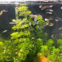 Pesce Guppy e Endler