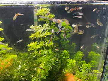 Pesce Guppy e Endler