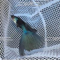 PESCI GUPPY SHOW ed AVANNOTTI