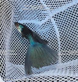 PESCI GUPPY SHOW ed AVANNOTTI