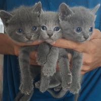 Gatti certosini con pedigree