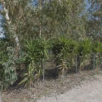 Terreno recintato a Porto Cesareo