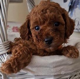 Fiocco barboncino rosso toy